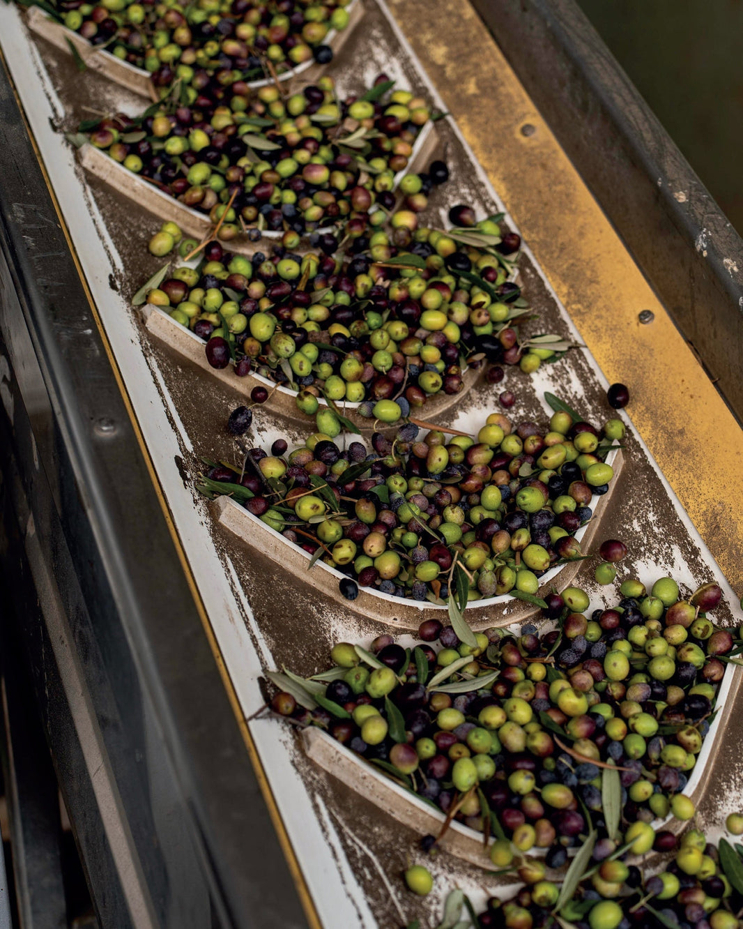 Cold-Pressed vs. Stone-Pressed: What’s the Difference?